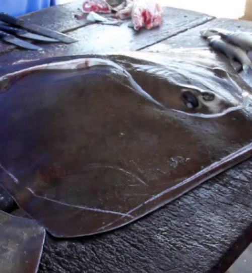 Agribusiness Flaz México, mantarraya, golfo de santa clara, sonora