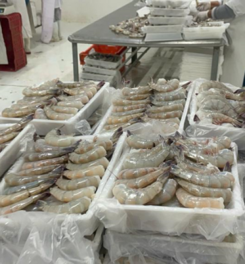 Agribusiness Flaz México, camarón azul, golfo de santa clara, sonora