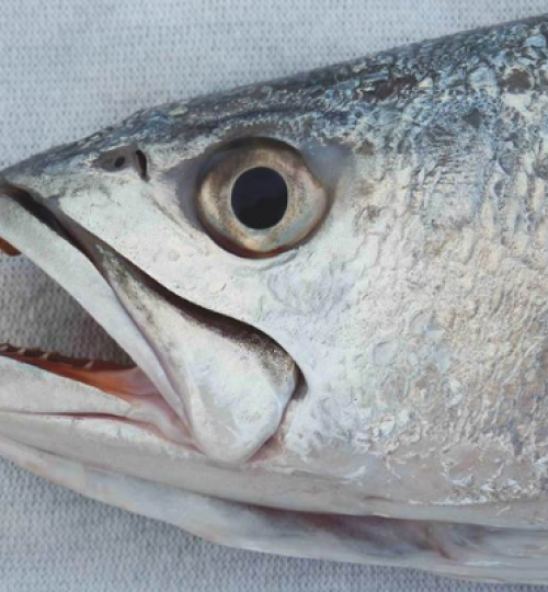 Agribusiness Flaz México, curvina, golfo de santa clara, sonora