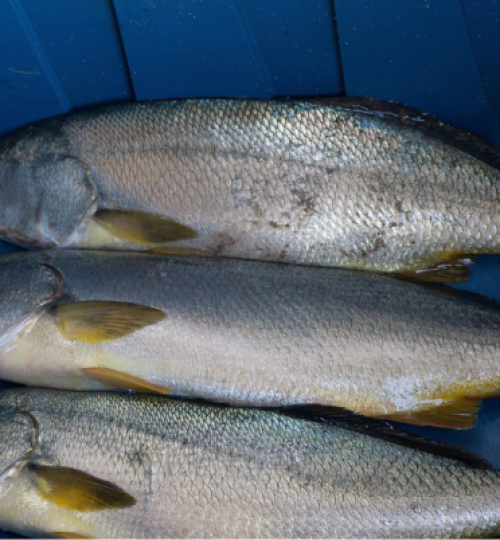 Agribusiness Flaz México, curvina, golfo de santa clara, sonora