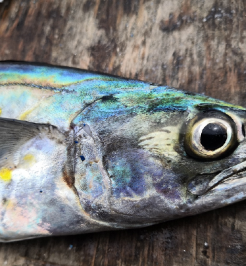 Agribusiness Flaz México, Sierra, golfo de santa clara, sonora